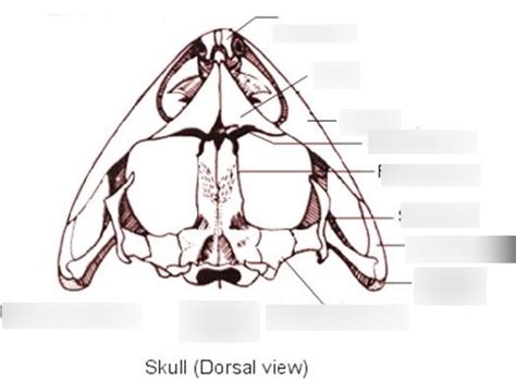Frog Skull Dorsal View Diagram Quizlet