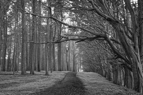 Wallpaper Tree Woodland Black And White Nature Woody Plant