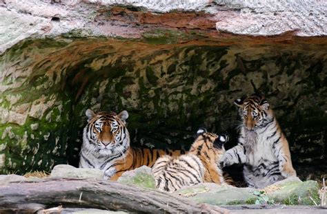 Free Images : play, wildlife, zoo, predator, close, fauna, fight, wild