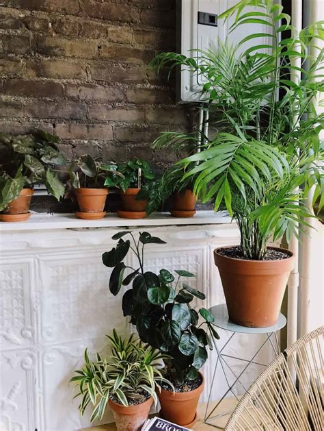 15 Best Low Light Indoor Plants To Add To Your Home