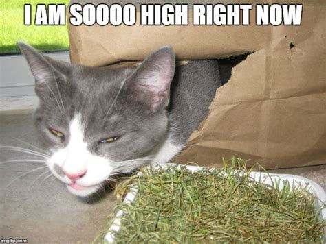 high cat imgflip