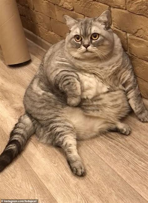 Tfv Owner Reveals Startling Insights About The World S Fattest Cat Newspaper World