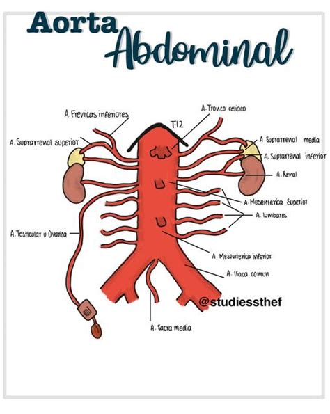 Aorta Abdominal Aorta Medicina Humana Udocz