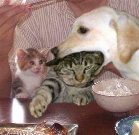19 Dog Memes Cat Factory Memes