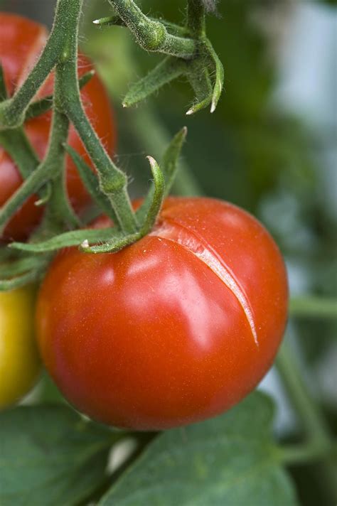 Why Tomatoes Split And Ways To Prevent It