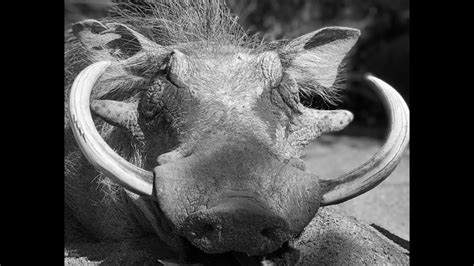 Giant Warthog With Bow Bowhuntingafrica Youtube