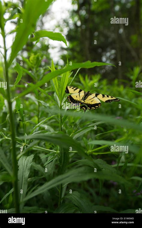 Canadian Tiger Swallowtail Butterfly Papilio Canadensis Flying Over