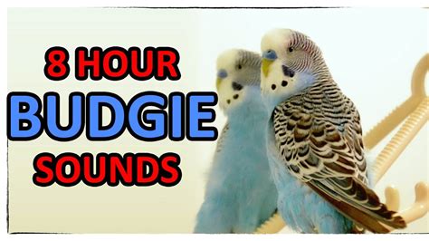 8 Hour Of Happiest Budgie Cookie Talking With Mirror Youtube