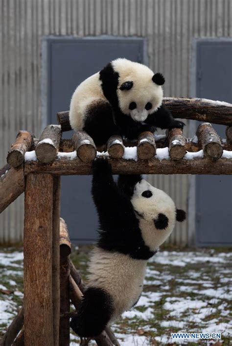 Giant Pandas Play After Snow In Wolong National Nature Reserve Life