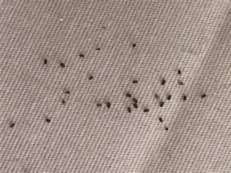 Bed Bugs Droppings