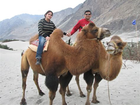 Double Humped Camel Safari Hunder Nubra Valley Double H Flickr
