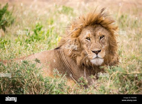 Male Lion In The Serengeti National Park Tanzania Stock Photo Alamy