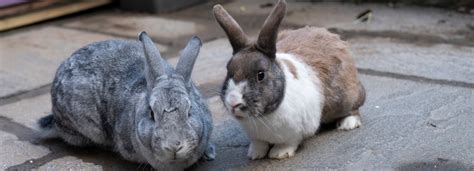 Maybe you would like to learn more about one of these? Rabbit Advice, Tips and Health Information | RSPCA