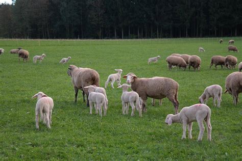 牧场草地上放牧的绵羊羊群图片 千叶网
