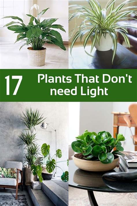 Indoor Plants That Dont Need Sunlight And Water