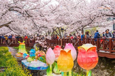 Sekitar 1600 bunga sakura ada di dalam festival yang rutin diadakan setiap tahun ini. Paling Populer 18+ Gambar Bunga Korea - Gambar Bunga Indah