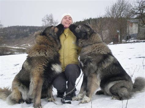 These Massive Dogs Were Once Bred To Hunt Bears Garden Farm