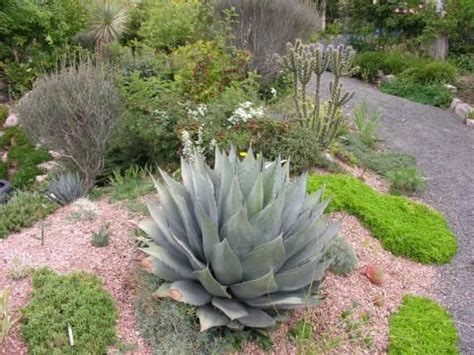 British cactus & succulent society: Agave neomexicana | North American Rock Garden Society ...
