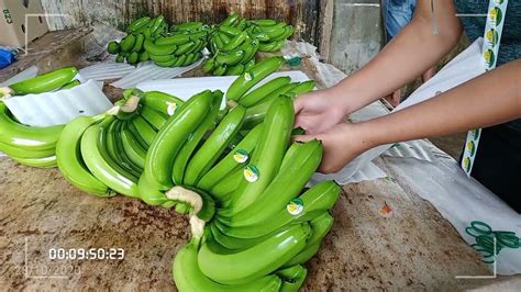How To Process Banana Exportmini Packing Housemindanao Youtube