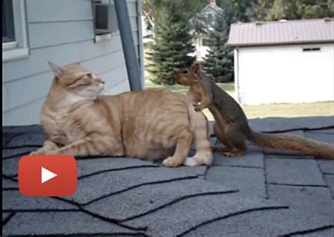 cat and squirrel play together love meow