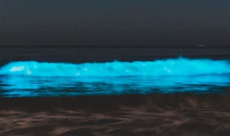 La Police Record Waves That Glow Blue Off The Coast Of California