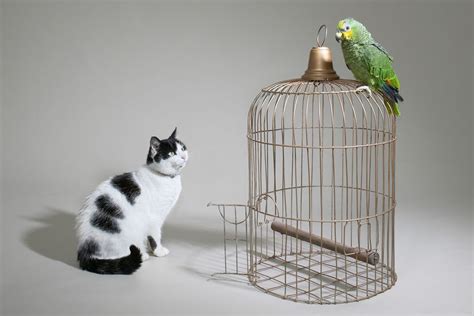 They can play together, cuddle together, and live together. Do Parrots Get Along With Other Pets?