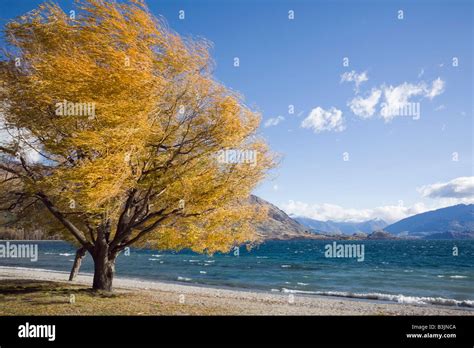 Tree On Lakeside Path At Southern End Of Lake Wanaka In Autumn In