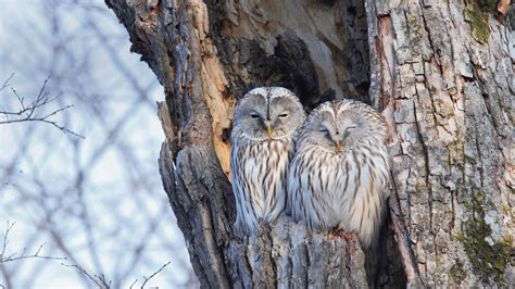 Winter Owls Bing Wallpaper Download