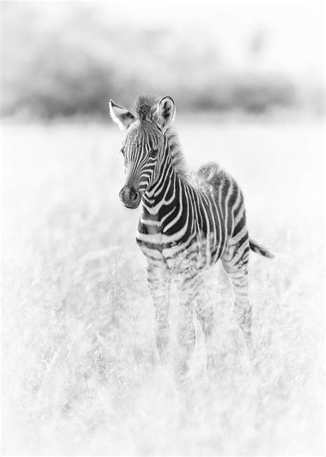 Baby Zebra Awesome Wonder