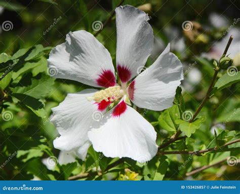 White Rose Of Sharon Stock Image Image Of Blossom Rose 153426857