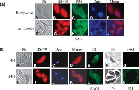 The Hsp90 Subcellular Localization Is Regulated Developmentally In The