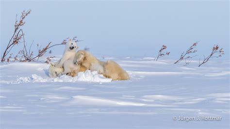 Kanada Manitoba Wapusk Np Polar Bear Cubs Eisbärenbabys Rottmar