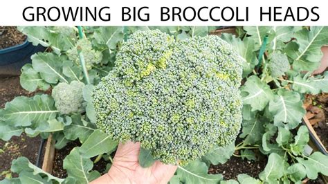 How To Grow Broccoli Growing Gypsy Hybrid Broccoli Big Heads Youtube
