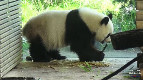 Panda Anlage Im Berliner Zoo Pandabär Panda Garden Meng Meng Rückwärts
