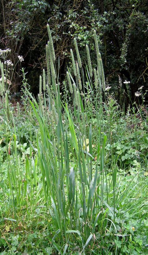 Timothy Grass Flora Flowers Wild Plants Farms Living