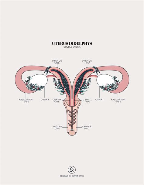 Uterus Didelphys With Double Vagina Designs By Duvet Days Anatomy Illustrations
