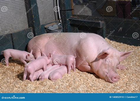 Baby Breastfeeding Pigs Photos Free And Royalty Free Stock Photos From
