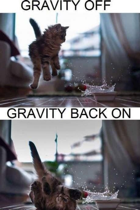 Gravity Can Either Work With You Or Against You Lolcats Lol Cat