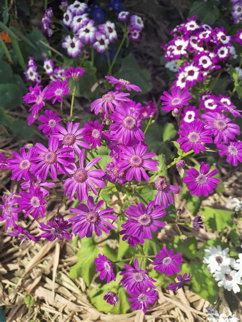 Free Purple Flowers Image On Unsplash