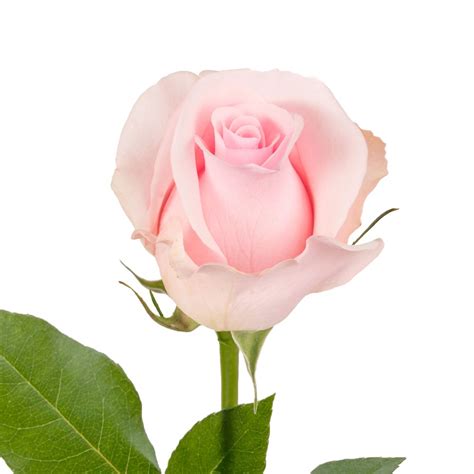 Light Pink Roses 50 Cm Fresh Cut 50 Stems