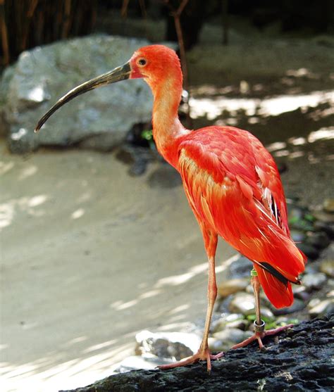 The Scarlet Ibis Red Photo 11660668 Fanpop