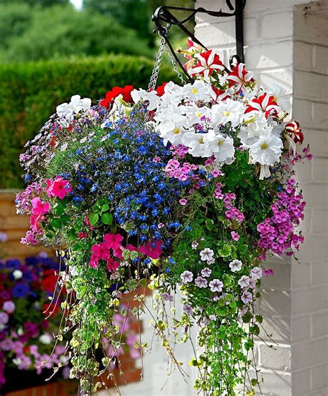 Good Flowers For Hanging Baskets Tendances Pour Best Plants For