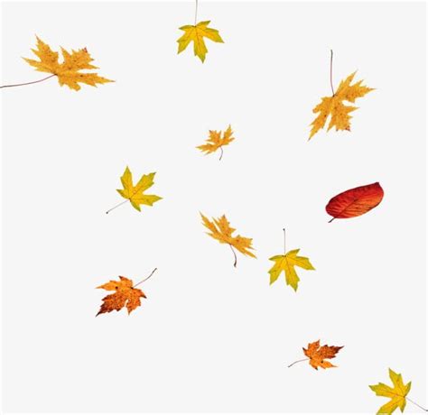 Floating Falling Maple Leaves Png Clipart Autumn Defoliation Fall