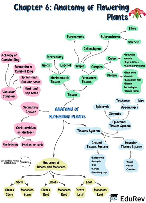 Mind Map Morphology Of Flowering Plants Notes Study Subject Wise Vrogue