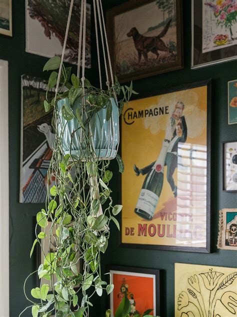 10 Low Light House Plants To Seriously Consider Jessica Brigham Low