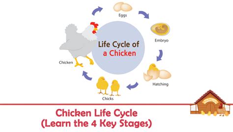 Chicken Life Cycle Learn The 4 Key Stages The Happy Chicken Coop Images