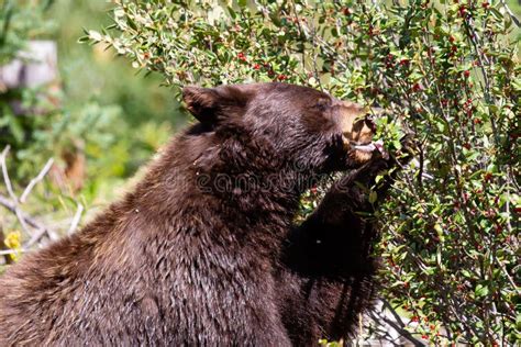 Black Bear Eating Wild Berries In The Forest Stock Photo Image Of