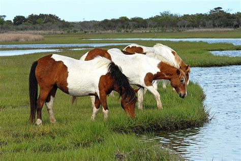 Assateagues Wild Horses Photograph By Barbara Budzinski Pixels