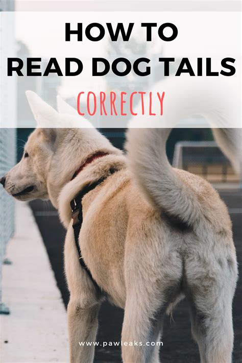 Dog Tail Down Or Up And Stiff Dog Tail Meaning Explained Pawleaks