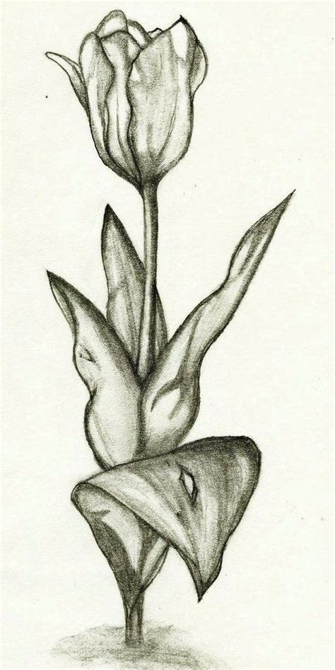 Sketsa Gambar Bunga Tulip Nan Unik Sketsa Bunga Sketsa Bunga Tulip
